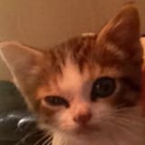 confused cat