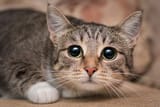 scardey cat