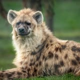 7_July-Hyena-Mogo-June-Andersen-scaled-763x509x126x0x509x509x1716265935