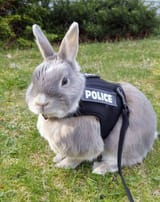 bnuuypolice