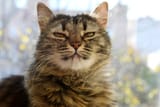 smug-kat