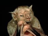 bat
