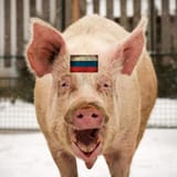 russopig1