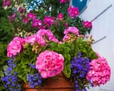 geranium-plants