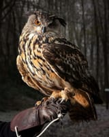 Faslane Owl