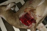 deer12_1563733916211