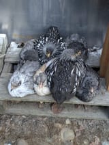 birbs