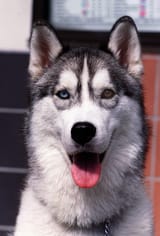 DOG-HUSKY_23JUL00