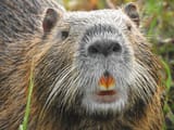 Nutria_cynodon_iNaturalist