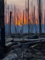 ukraine battle trenches forest