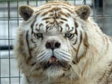 0_Downs-Syndrome-white-tiger-bred-through-incest-in-cruel-bid-to-make-money