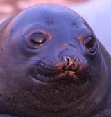 seal