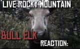 post-your-totally-red-dead-redemption-2-reaction-images-i-v0-qru8njyh5pxc1