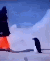penguissile