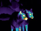 st_photo_wolves_f