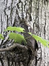 eastern-screech-owl