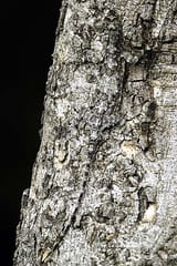 2005-Draco-dussumieri
