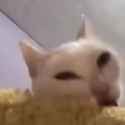 cat corn_thumb.jpg