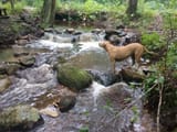dogs are for streamers