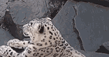 big cats are just big cats