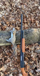 GreySquirrelDown