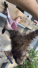 Butchering_GHawg