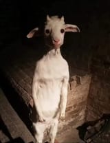 goat