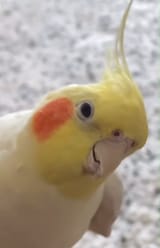 sussybakatori