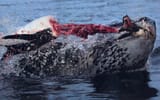 sealvspenguin