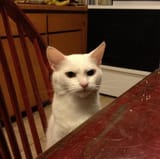 cat_irritated