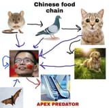 china foodchain
