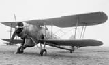 Swordfish
