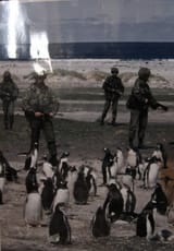 Pingu