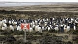 penguins
