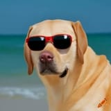 doggo