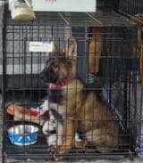 brutus 10 weeks