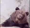 russian_bear_thumb.jpg