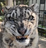 Nomorenicekitty
