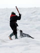 seal-hunt-1-3