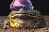 aktoadactual