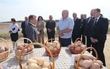 luka potato