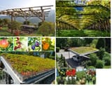4 Fruit trees and green roofs