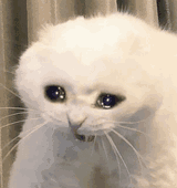 crying-cat-sad