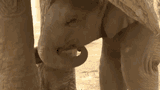 elephant-thinking-scratch-chin