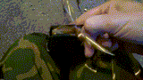 pmag g-spot