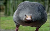 honk
