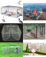 Traps