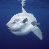 ocean-sunfish_thumb_square