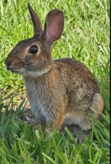 Curious+bun_3a9841_12576402
