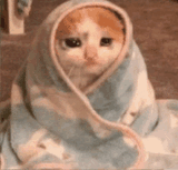 sad-cat-content-aware-scale